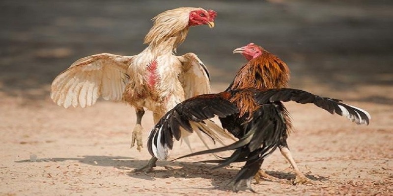 Đá Gà Thomo C1 789WIN - Cá Cược Cực Đã, Thắng Lớn Ngay