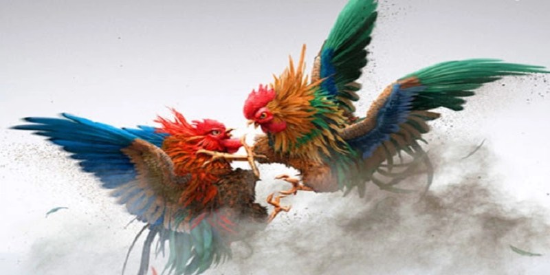 Chiến thuật cược đá gà hiệu quả cho người mới