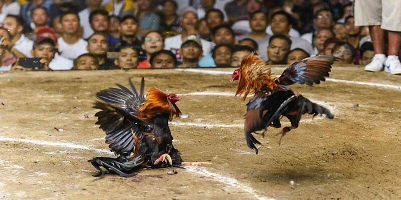 Đá gà 789WIN với nhiều trận đấu hot
