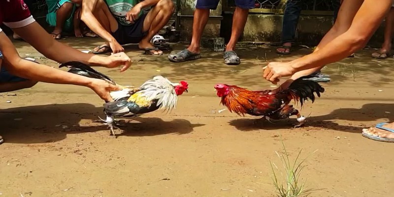 Theo dõi đá gà cựa sắt với nhiều pha kịch tính